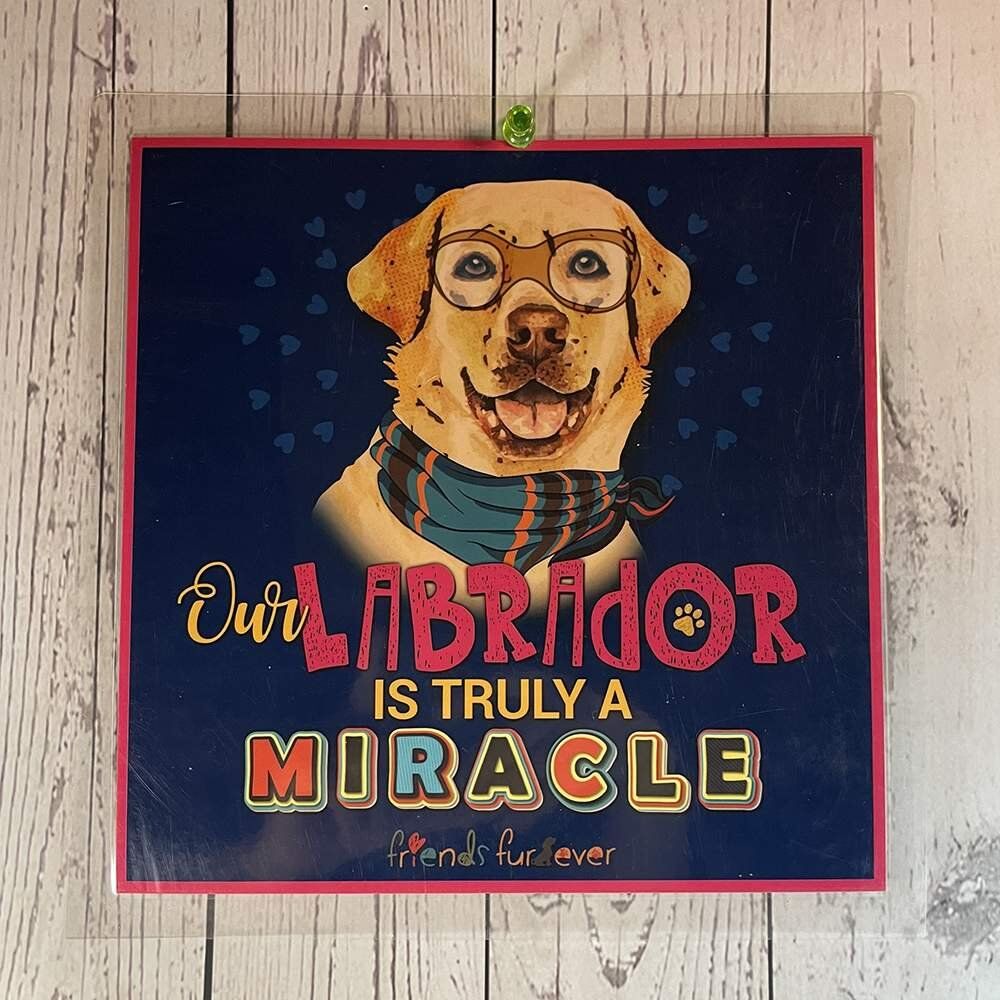 Labrador.jpg